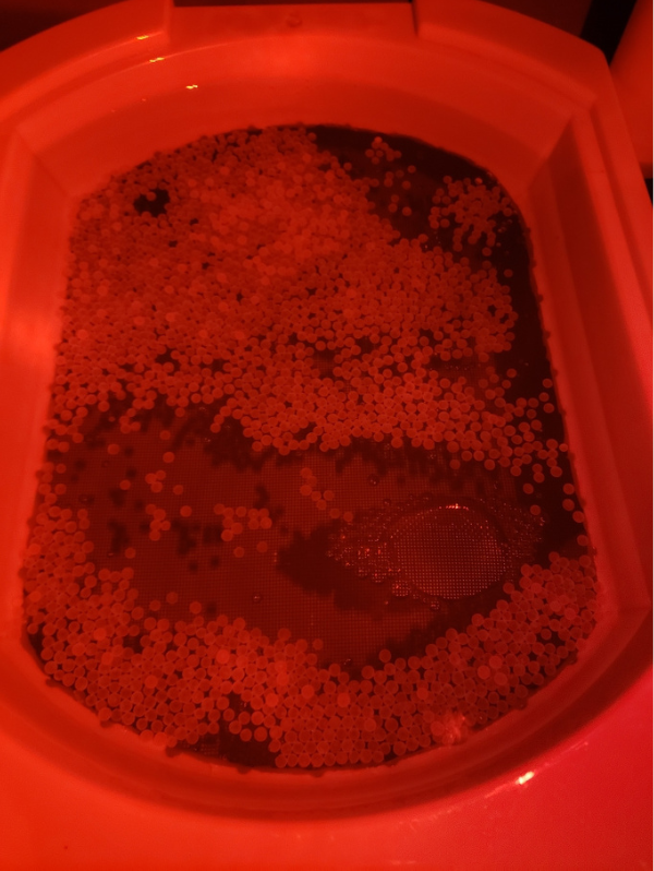 Aqualab at Mount Allison transformed into hatchery for brook trout